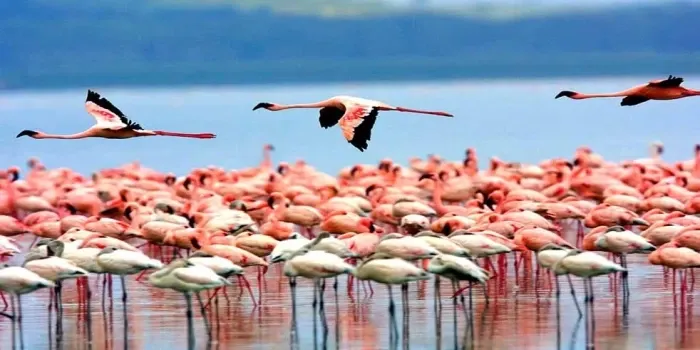 Nal Sarovar Bird Sanctuary Lake Boating Ahmedabad tourist attraction