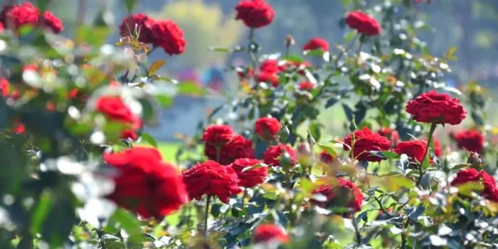 Rose Garden sightseeing included in Himachal Show Trip